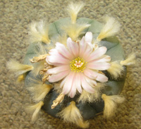 L.Williamsii var texana 7 to 8cm